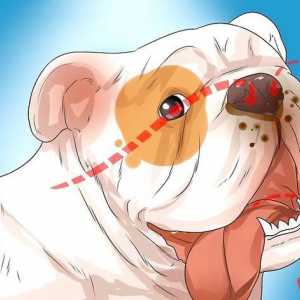 Hoe om respiratoriese probleme in `n bulldog te diagnoseer
