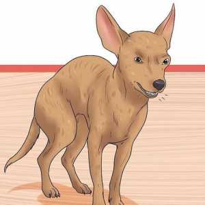 Hoe om `n ineenstorting in die tragea in Chihuahuan-honde te diagnoseer