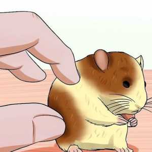Hoe om `n ontwaterde hamster te diagnoseer en te behandel