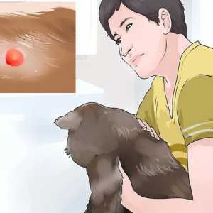 Hoe om bloedblase in katte te diagnoseer en te behandel