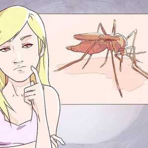 Hoe om te onderskei tussen dengue, malaria en chikungunya