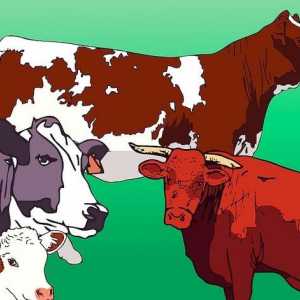 Hoe om te onderskei tussen bul, koei, val en koei