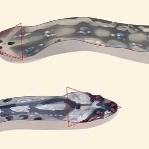 Hoe om `n giftige slang van `n nie-giftige slang te onderskei
