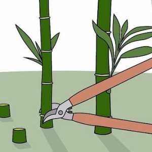 Hoe om bamboes te verwyder