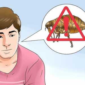 Hoe om vlooie van jou hond uit te skakel