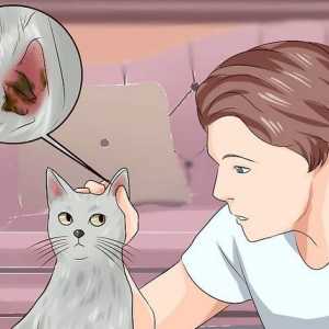 Hoe om myte in die ore van katte uit te skakel