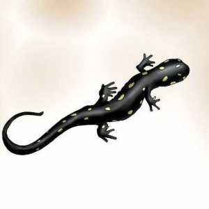 Hoe om salamanders te vind