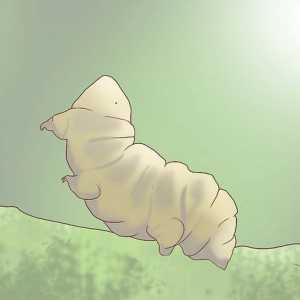 Hoe om te vind en as `n mascotte `n tardigrade (waterbeer)