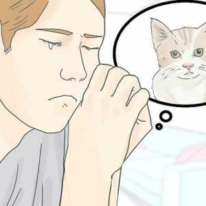 Hoe om die dood van jou kat te konfronteer