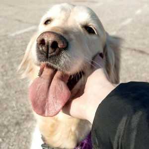 Hoe om jou hondjie te leer met tekens