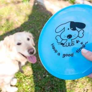 Hoe om jou hond te leer om `n vlieënde skyf te vang (Frisbee)