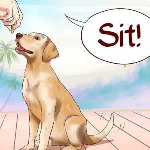 Hoe om jou hond se basiese opdragte te leer