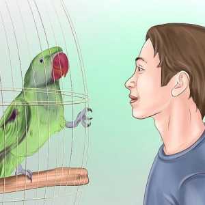 Hoe om `n papegaai op te lei