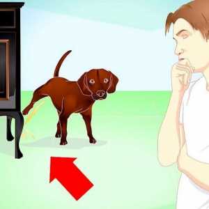Hoe om sfinkterbeheer na `n volwasse hond te lei