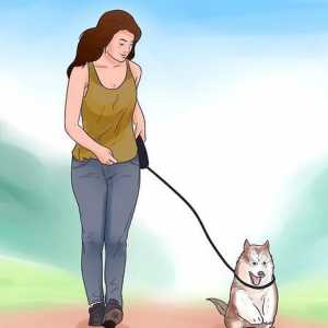 Hoe om jou hondjie op te lei of te help stop as jy toegesluit of uitgesluit word