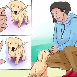 Hoe om `n goue retriever hondjie op te lei