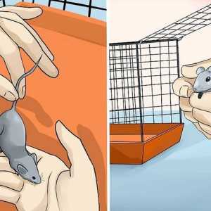 Hoe om seker te wees dat `n muis vroulik of manlik is