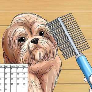 Hoe om haarhare te voorkom in honde