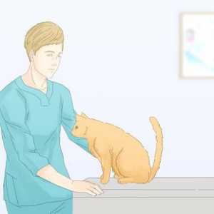 Hoe om te voorkom dat jou kat op die mat urineer