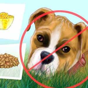 Hoe om te verhoed dat jou hond gras eet