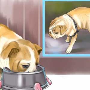 Hoe om te verhoed dat jou hond na die vertrek in die huis urineer