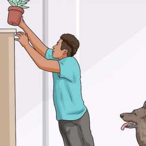 Hoe om te verhoed dat jou hond jou plante eet