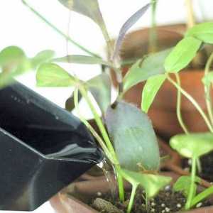 Hoe om spinnekopmyte in binnenshuise plante te vermy