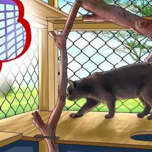 Hoe om `n balkon veilig vir katte te maak