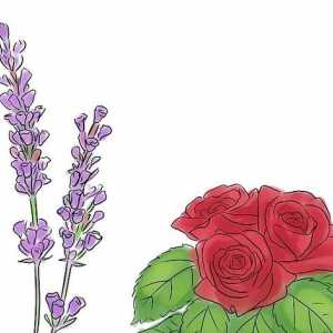 Hoe om `n roos en laventelparfuum te maak
