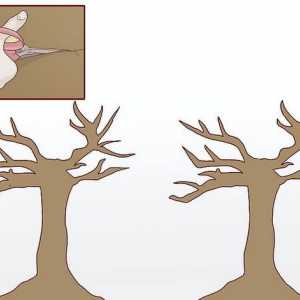 Hoe om `n papierboom vir kinders te maak