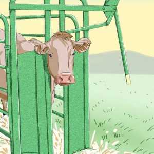 Hoe om `n c-afdeling aan `n koei of koei te maak
