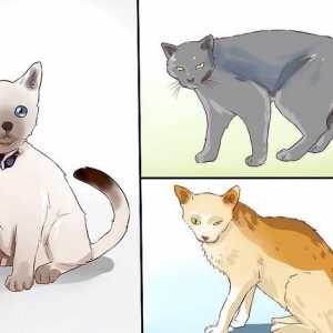 Hoe om vriende met `n verdwaalde kat te maak