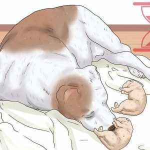Hoe om te gaan met die dood van hondjies tydens die bevalling