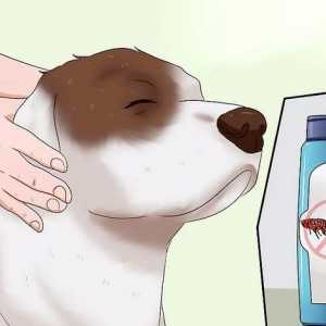 Hoe om vlooie in honde dood te maak