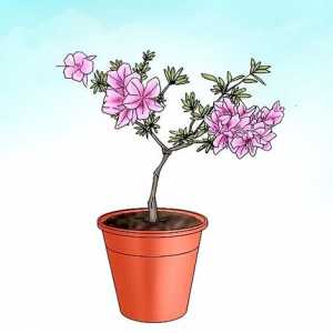 Hoe om azaleas te plant