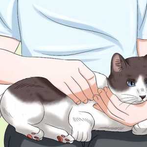 Hoe om oogdruppels aan jou kat te plaas