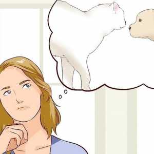 Hoe om `n hond aan `n kat voor te stel
