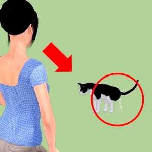 Hoe om nierstene in katte te voorkom