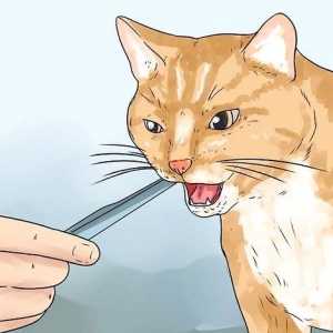 Hoe om tandvleissiekte in katte te voorkom