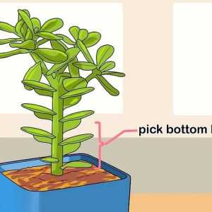 Hoe om vetplante te versprei deur middel van blare