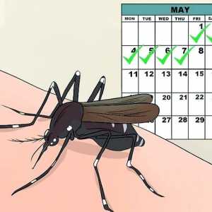 Hoe om dengue koors te herken en te behandel