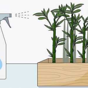 Hoe om bamboes te water