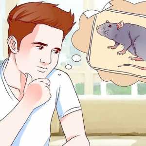 Hoe om vrees vir rotte te oorkom
